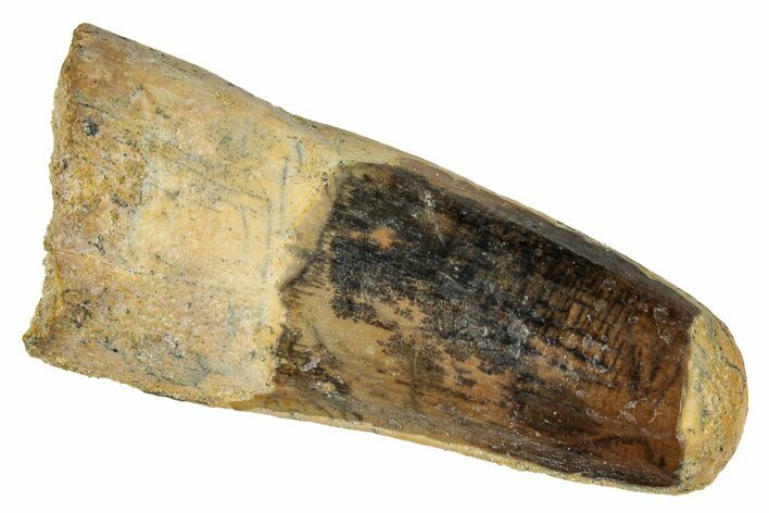 Fossil Spinosaurus Tooth - Real Dinosaur Tooth #333571